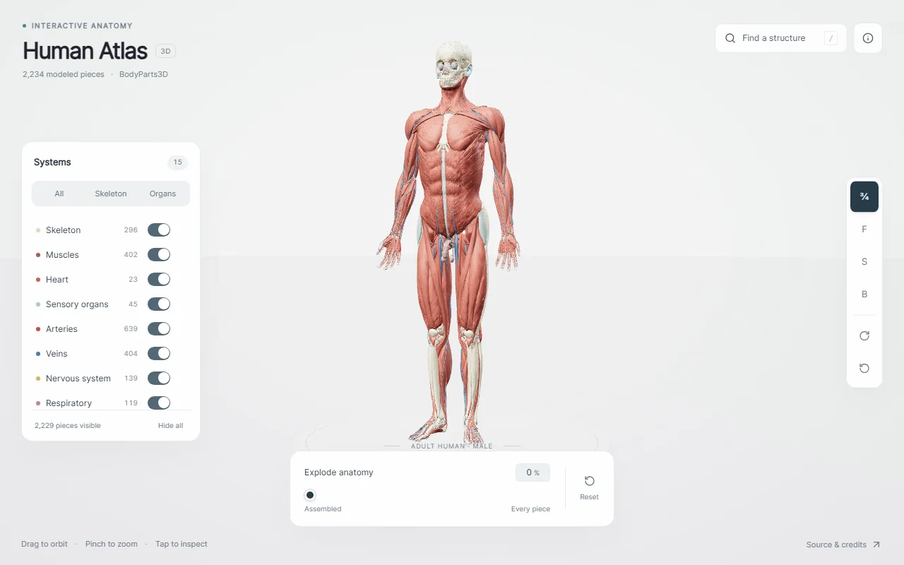 Preview of the Human Atlas viewer: the muscular system of an adult male model, with a systems panel and an explode control.